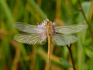 Dragonfly beautiful insect close-up view in morning light