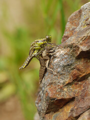 Dragonfly hatching from the chrysalis, amazing macro world.