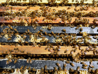 Bees in the hive