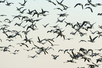Naklejka premium Bernache cravant,.Branta bernicla, Brant Goose, marais; region Pays de Loire; marais Breton; 85, Vendée, Loire Atlantique, France