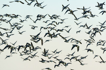 Bernache cravant,.Branta bernicla, Brant Goose, marais; region Pays de Loire; marais Breton; 85, Vendée, Loire Atlantique, France