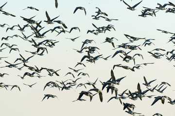 Bernache cravant,.Branta bernicla, Brant Goose, marais; region Pays de Loire; marais Breton; 85, Vendée, Loire Atlantique, France