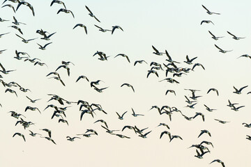 Bernache cravant,.Branta bernicla, Brant Goose, marais; region Pays de Loire; marais Breton; 85,...