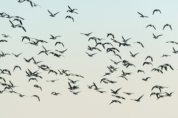 Bernache cravant,.Branta bernicla, Brant Goose, marais; region Pays de Loire; marais Breton; 85, Vendée, Loire Atlantique, France