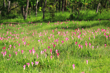 Dok Krachiao (Siam Tulip) flowers bloom festival in Sai Thong National Park Chaiyaphum province, Thailand 