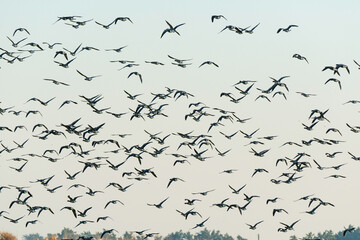 Bernache cravant,.Branta bernicla, Brant Goose, marais; region Pays de Loire; marais Breton; 85, Vendée, Loire Atlantique, France