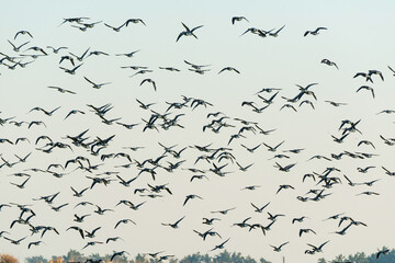 Bernache cravant,.Branta bernicla, Brant Goose, marais; region Pays de Loire; marais Breton; 85,...