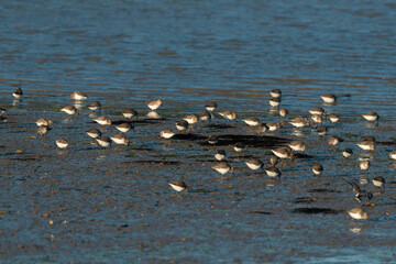 Bécasseau variable, Calidris alpina
