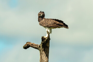 Aigle martial, Polemaetus bellicosus, Martial Eagle