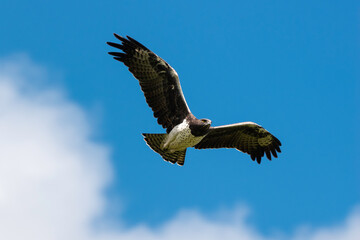 Aigle martial, Polemaetus bellicosus, Martial Eagle