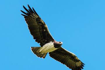 Aigle martial, Polemaetus bellicosus, Martial Eagle