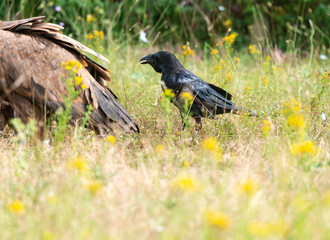 Grand Corbeau,.Corvus corax, Northern Raven, Vautour fauve,.Gyps fulvus, Griffon Vulture, Parc naturel régional des grands causses 48, Lozere, France