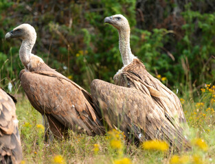 Vautour fauve,.Gyps fulvus, Griffon Vulture, Parc naturel régional des grands causses 48, Lozere, France