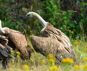 Vautour fauve,.Gyps fulvus, Griffon Vulture, Parc naturel régional des grands causses 48, Lozere, France