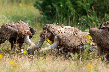 Vautour fauve,.Gyps fulvus, Griffon Vulture, Parc naturel régional des grands causses 48, Lozere, France