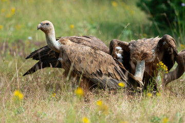 Vautour fauve,.Gyps fulvus, Griffon Vulture, Parc naturel régional des grands causses 48, Lozere, France