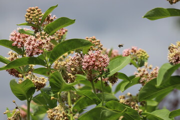Asclepias syriaca. Green flower buds of a common milkweed.