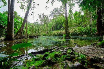 Scenic view of swamp in forest