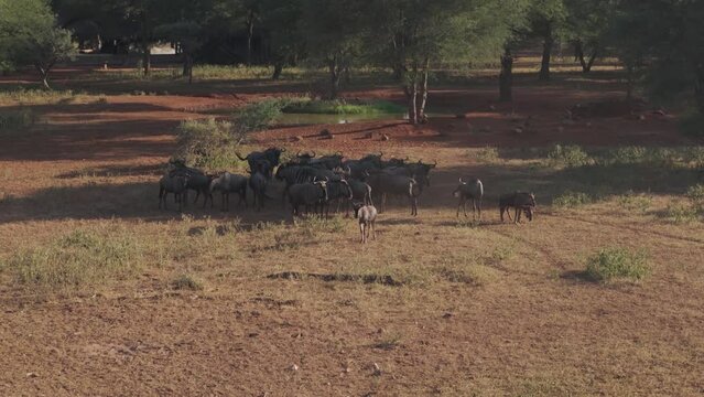Aerial view of buffalo herd grazing in savannah at Tumbeta Private Game Reserve, Thabazimbi NU, South Africa.
