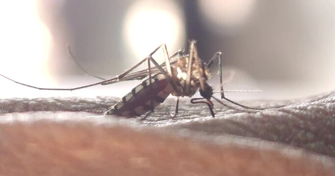 Mosquito Sucking Blood From Human Skin Macro