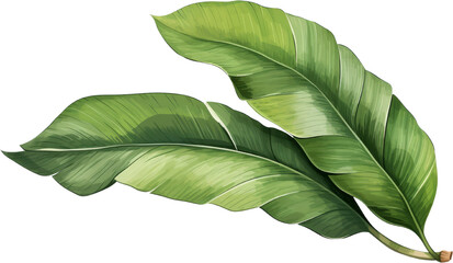 Two vibrant green leaves, reminiscent of tropical foliage, isolated on a black background. Perfect for nature-inspired designs.