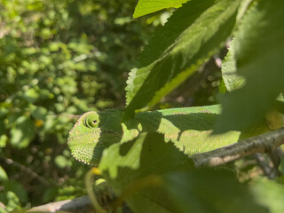 Chameleon on the branch