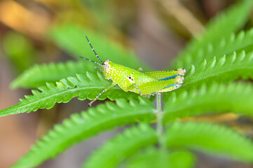 A small green grasshopper sits on a plant. Macro photo of a grasshopper