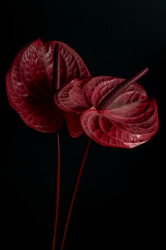 Two tropical flamingo flowers pink anthuriums on a black background and beautiful shadows. Low key aesthetics photo. Blur and selective focus