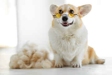 Dog fur. Animal molt