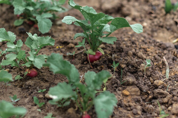 Red radishes grow in the garden. A close plan