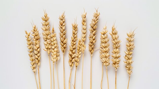 The wheat ears on white