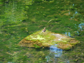 カルガモの子供がいる池の風景