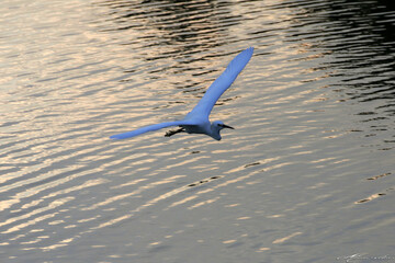 Um belíssimo voo da garça-branca-grande sobre o Canal de Ponta Negra - Maricá - RJ