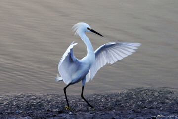 Uma linda garça-branca-pequena aproveitando a fartura de peixes na lagoa da Ponte Preta - Maricá...