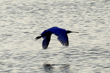 Colhereiro dando um show de beleza aproveitando a fartura de crustáceos na lagoa da Ponte Preta - Maricá - RJ  