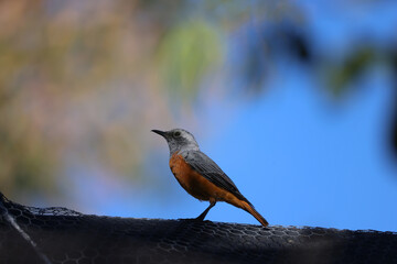 a short-toed rock thrush sits on a fence in Namibia