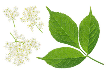 Elderberry flower or Sambucus nigra isolated on a white background.