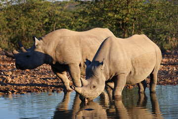 Obraz premium two black rhinos in a waterhole in Etosha Nationalpark, Namibia