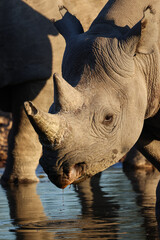 portrait picture of a black rhino in the Etosha NP, Namibia