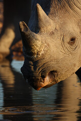 Naklejka premium a black rhino at a waterhole in Etosha NP, Namibia