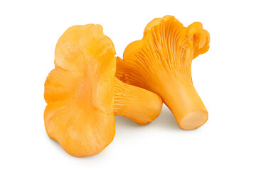 Chanterelle mushroom isolated on a white background © kolesnikovserg