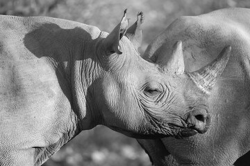black and white image of a black rhino in Namibia © Marcel