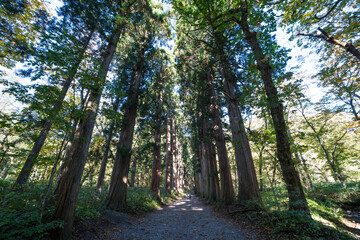Fototapeta premium path in the forest