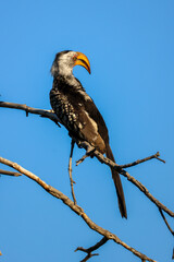a southern yellow-billed hornbill sits on a branch
