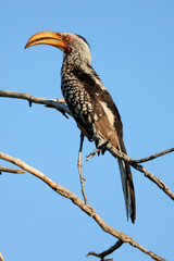 a southern yellow-billed hornbill sits on a branch