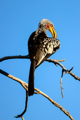 a southern yellow-billed hornbill sits on a branch