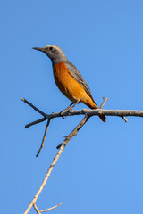 a short-toed rock thrush sits on a branch