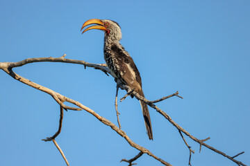 a southern yellow-billed hornbill sits on a branch