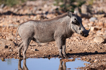 Fototapeta premium one single warthog drinks at a waterhole in Etosha Nationalpark, Namibia