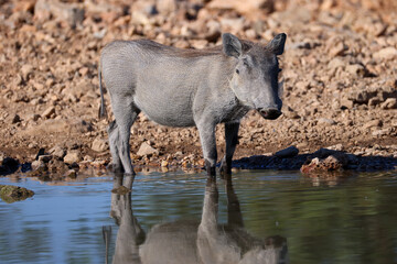 a juvenile warthog at a waterhole in Etosha Nationalpark